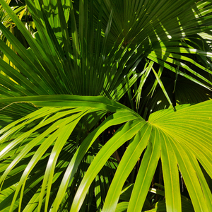 主机转化小鲤导航
