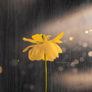 主机转化小鲤导航
